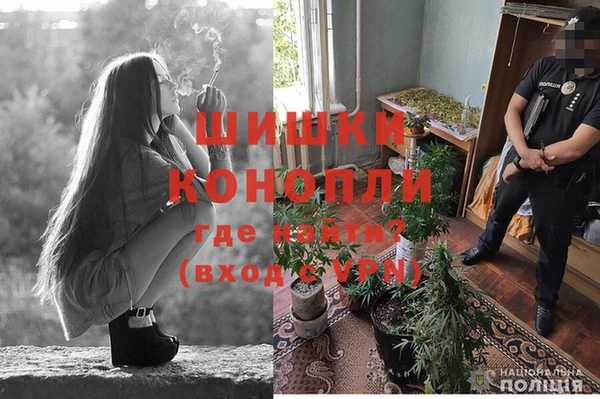 сатива Кодинск